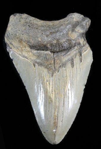 Bargain Megalodon Tooth - North Carolina #38685